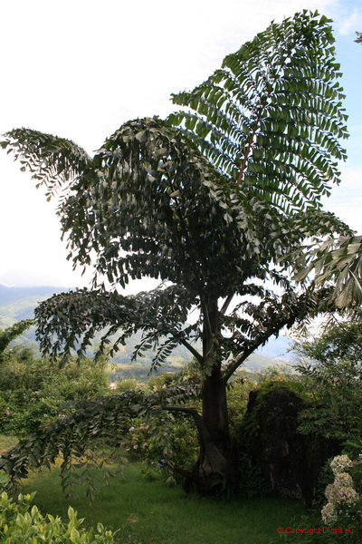 VietNam 20080729 168  